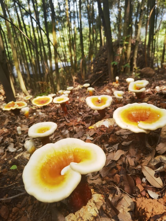 廣林供應鏈集團森林食品種植基地1(1).jpg